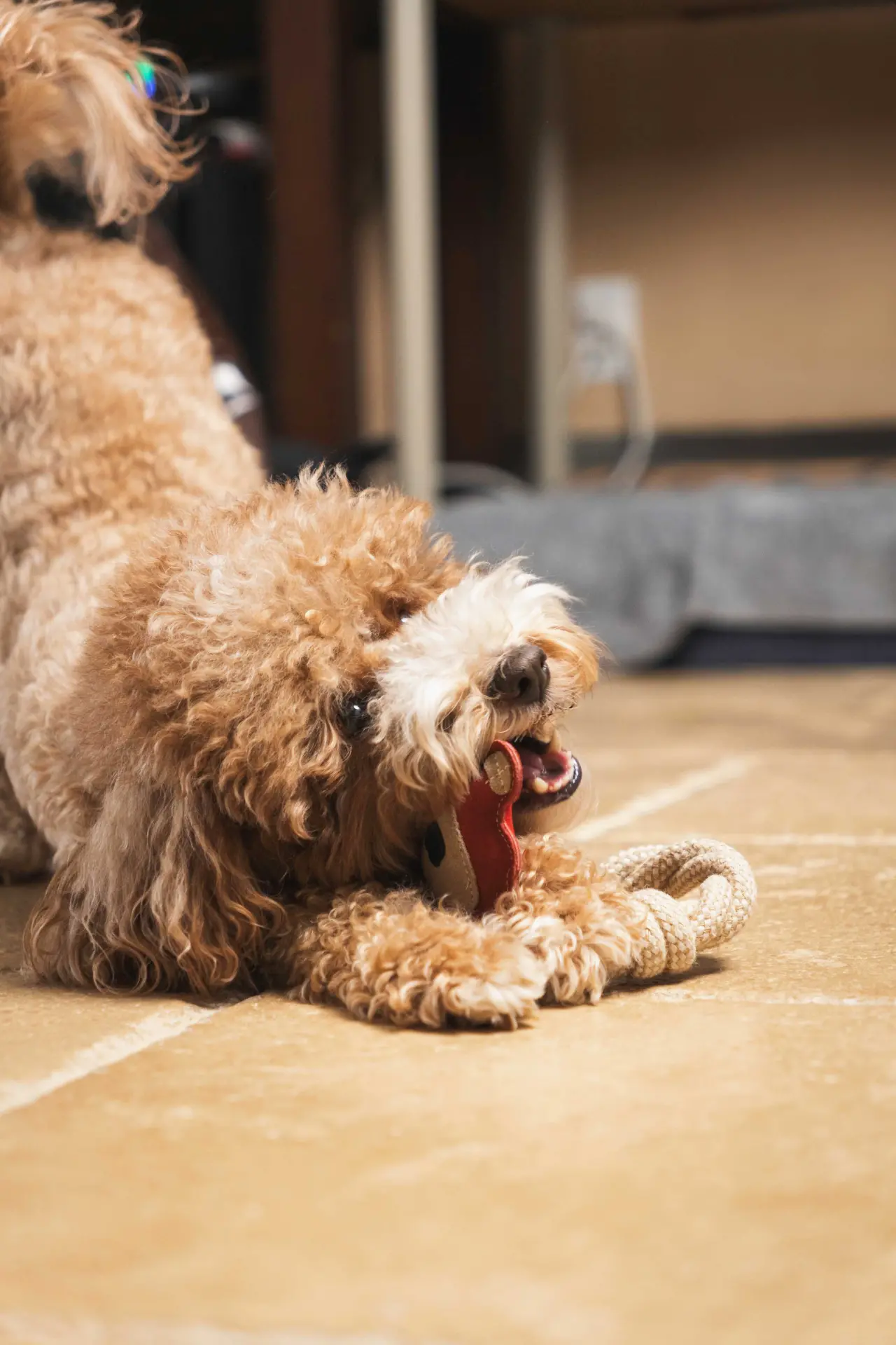 Eco-Friendly Bear & Rope Dog Toy - Image 29