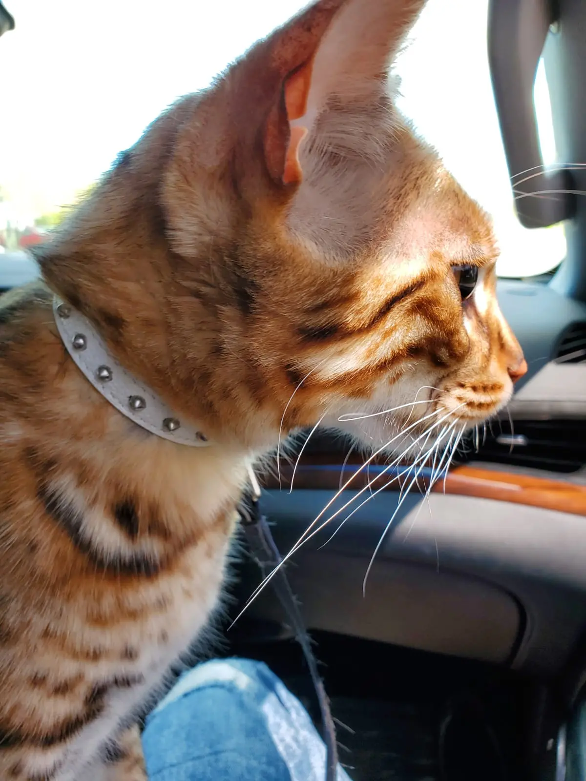 Fashionable Studded Cat Collar - Image 5
