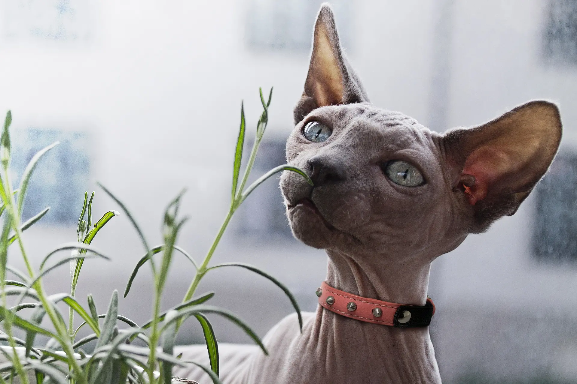 Fashionable Studded Cat Collar - Image 22