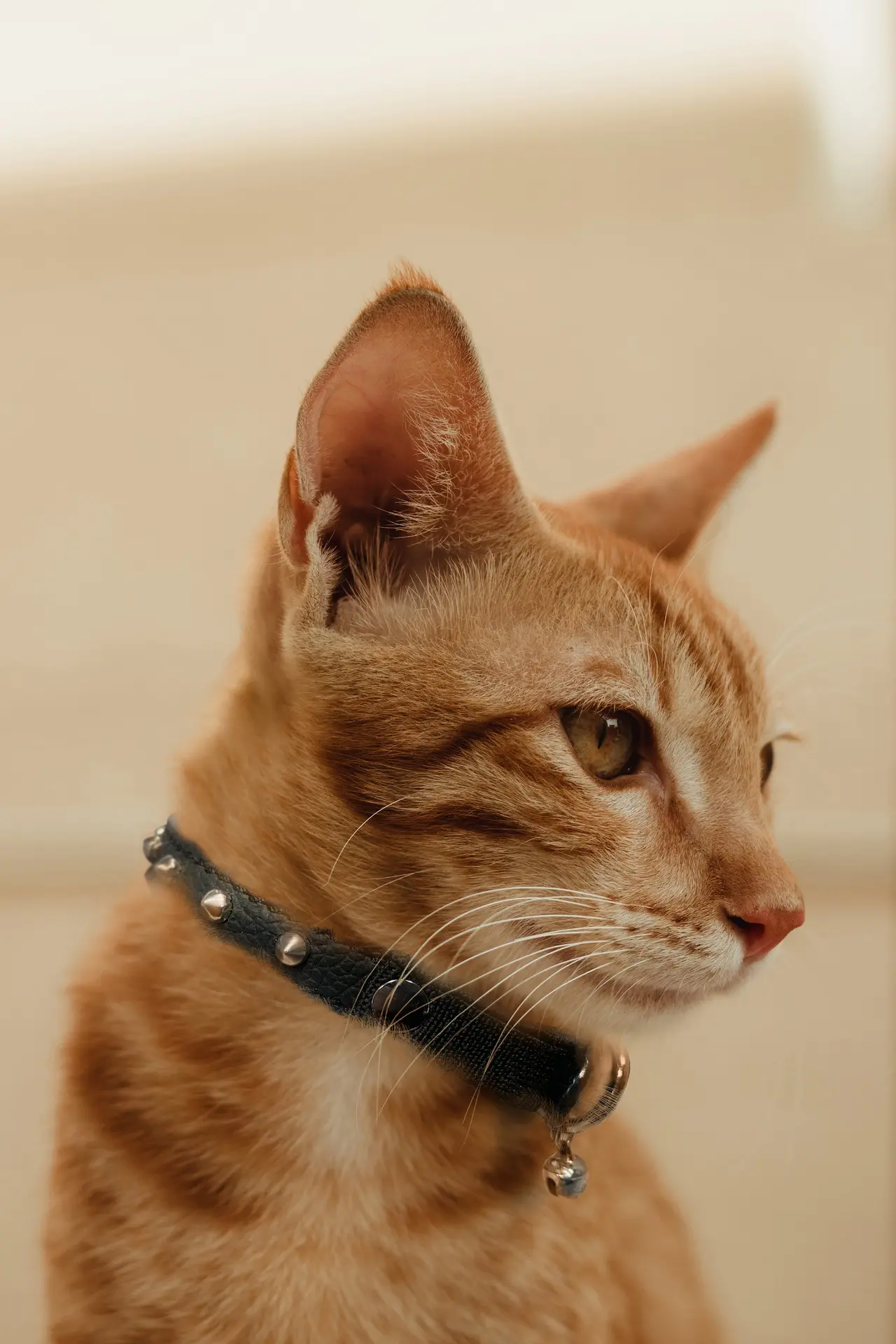Fashionable Studded Cat Collar - Image 24