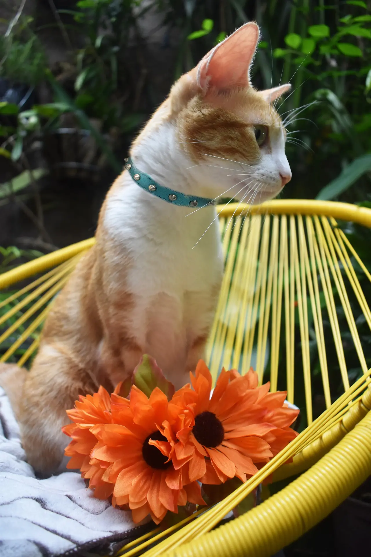 Fashionable Studded Cat Collar - Image 25